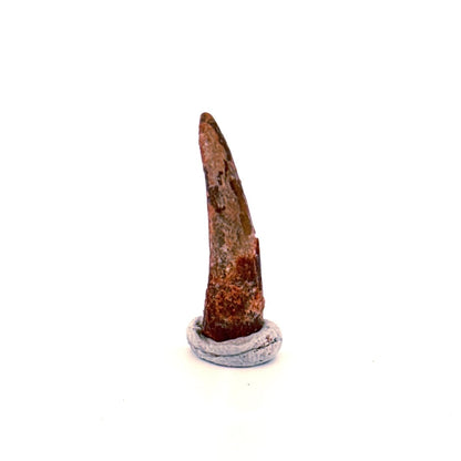 Pterosaur fossil tooth (1.06") - Late Cretaceous, Morocco - FossilsAndMore