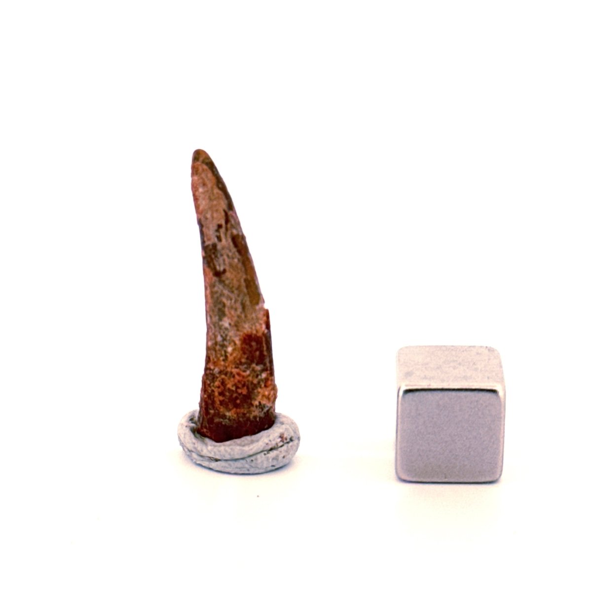 Pterosaur fossil tooth (1.06") - Late Cretaceous, Morocco - FossilsAndMore