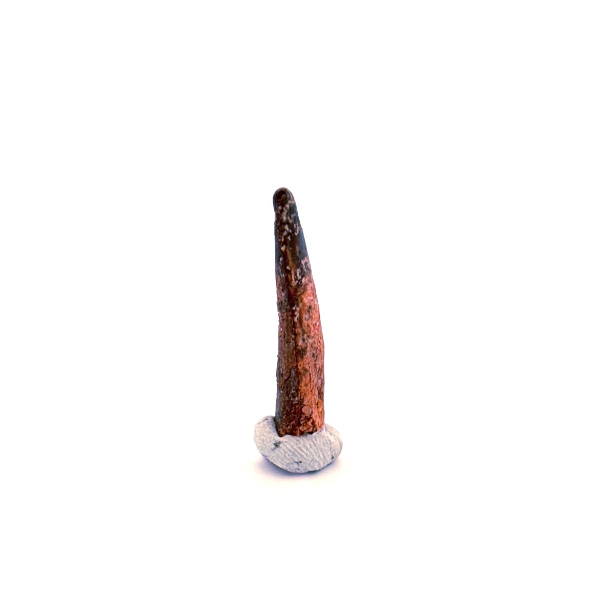 Pterosaur fossil tooth (1.07") - Late Cretaceous, Morocco - FossilsAndMore