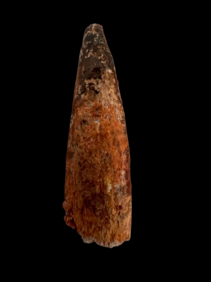 Pterosaur fossil tooth (1.07") - Late Cretaceous, Morocco - FossilsAndMore