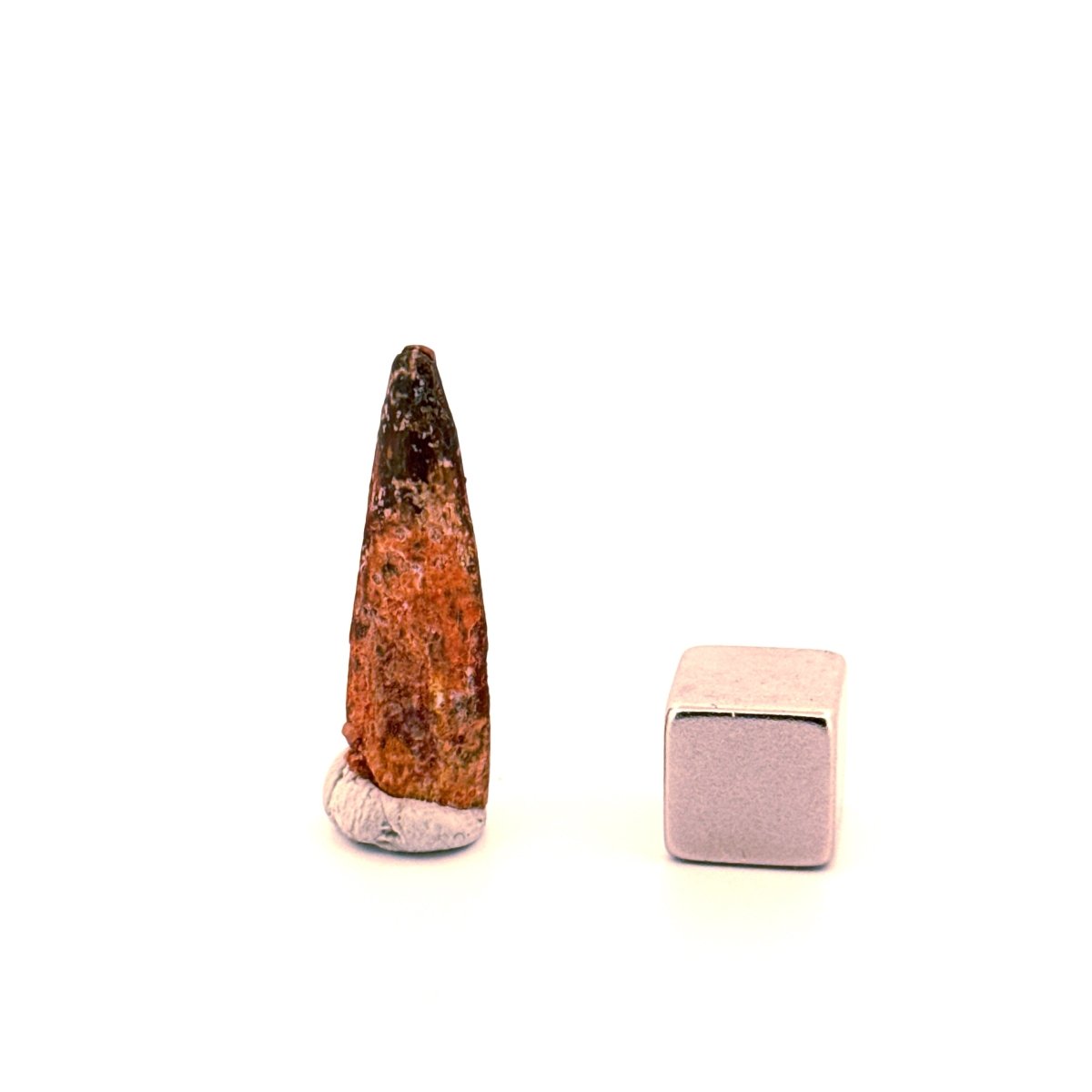 Pterosaur fossil tooth (1.07") - Late Cretaceous, Morocco - FossilsAndMore