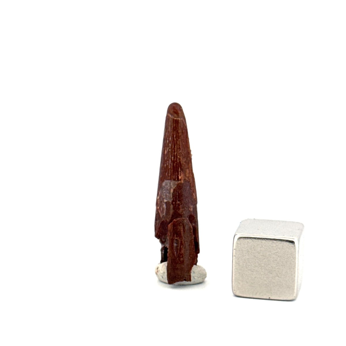 Pterosaur fossil tooth (1.08") from Cretaceous, Morocco - FossilsAndMore