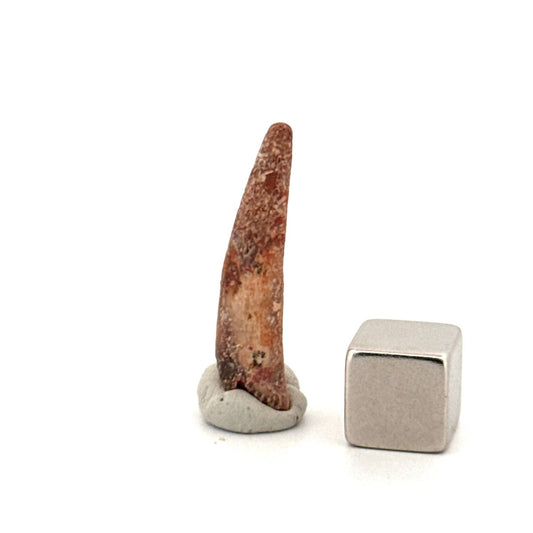 Pterosaur fossil tooth (1.12") from Cretaceous, Morocco - FossilsAndMore