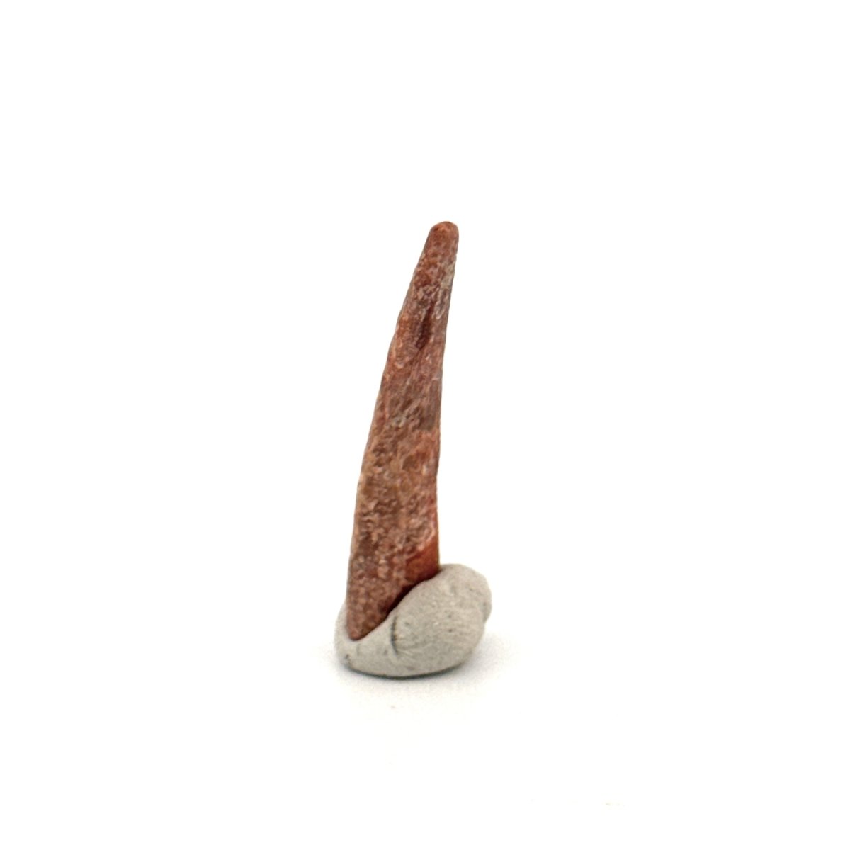 Pterosaur fossil tooth (1.12") from Cretaceous, Morocco - FossilsAndMore