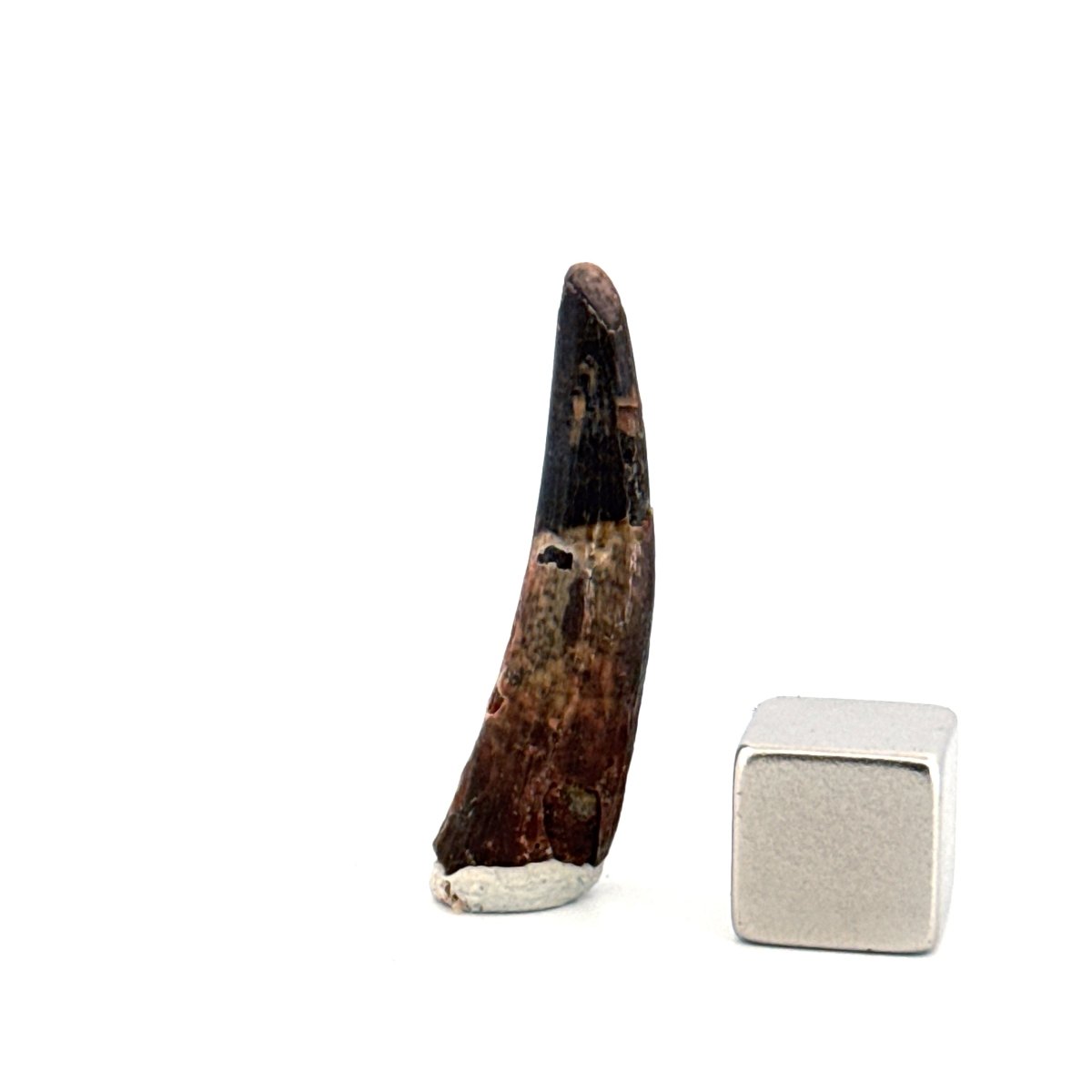 Pterosaur fossil tooth (1.23") from Cretaceous, Morocco - FossilsAndMore