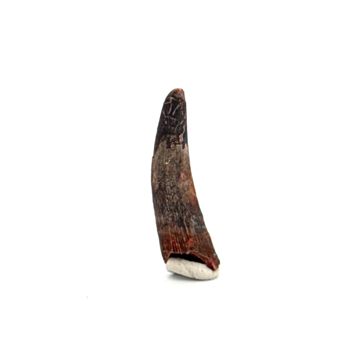 Pterosaur fossil tooth (1.23") from Cretaceous, Morocco - FossilsAndMore