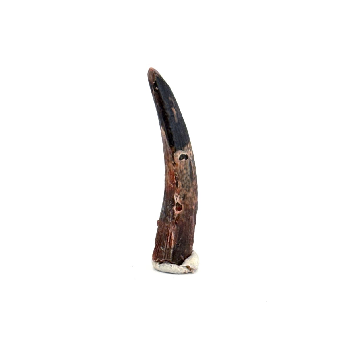 Pterosaur fossil tooth (1.23") from Cretaceous, Morocco - FossilsAndMore