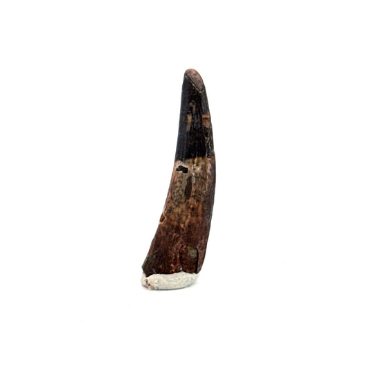 Pterosaur fossil tooth (1.23") from Cretaceous, Morocco - FossilsAndMore
