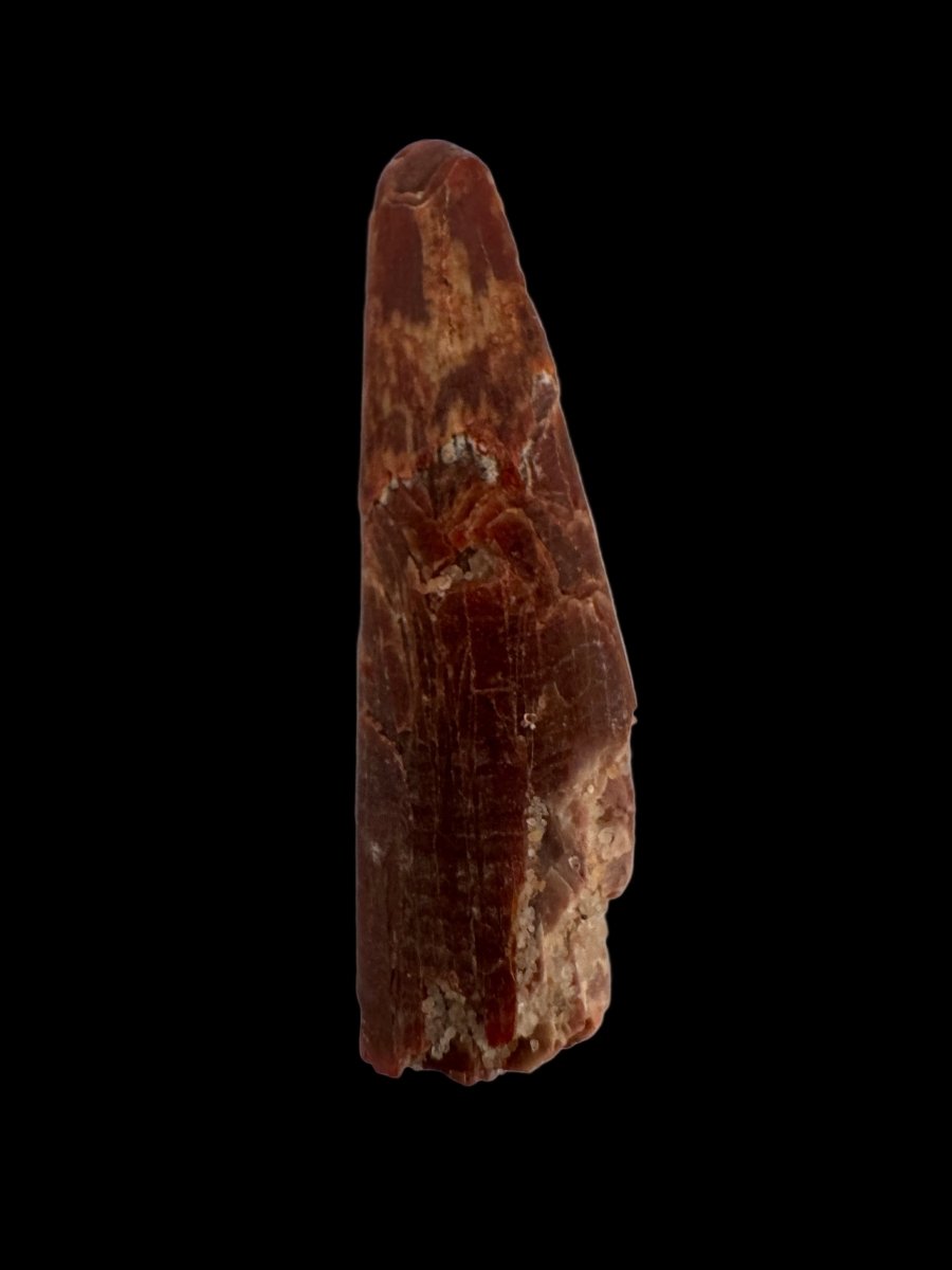 Pterosaur fossil tooth (1.31") - Late Cretaceous, Morocco - FossilsAndMore