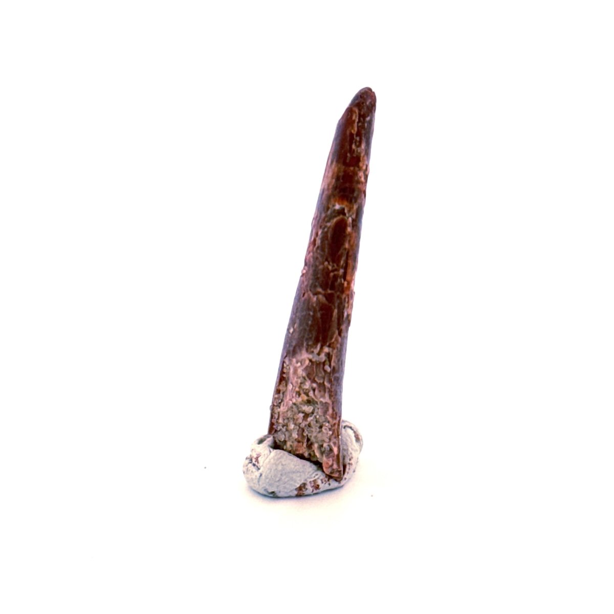 Pterosaur fossil tooth (1.31") - Late Cretaceous, Morocco - FossilsAndMore