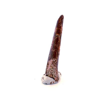 Pterosaur fossil tooth (1.31") - Late Cretaceous, Morocco - FossilsAndMore