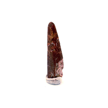 Pterosaur fossil tooth (1.31") - Late Cretaceous, Morocco - FossilsAndMore