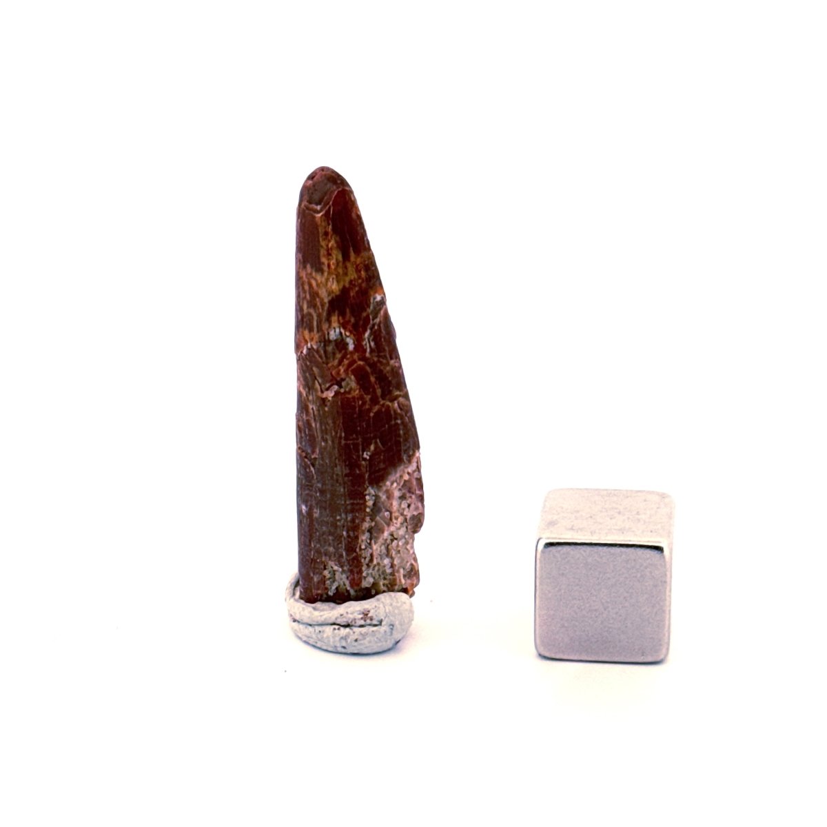 Pterosaur fossil tooth (1.31") - Late Cretaceous, Morocco - FossilsAndMore