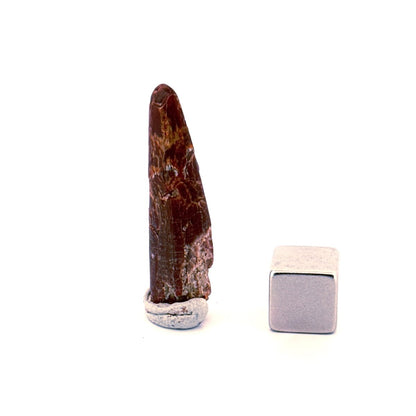 Pterosaur fossil tooth (1.31") - Late Cretaceous, Morocco - FossilsAndMore