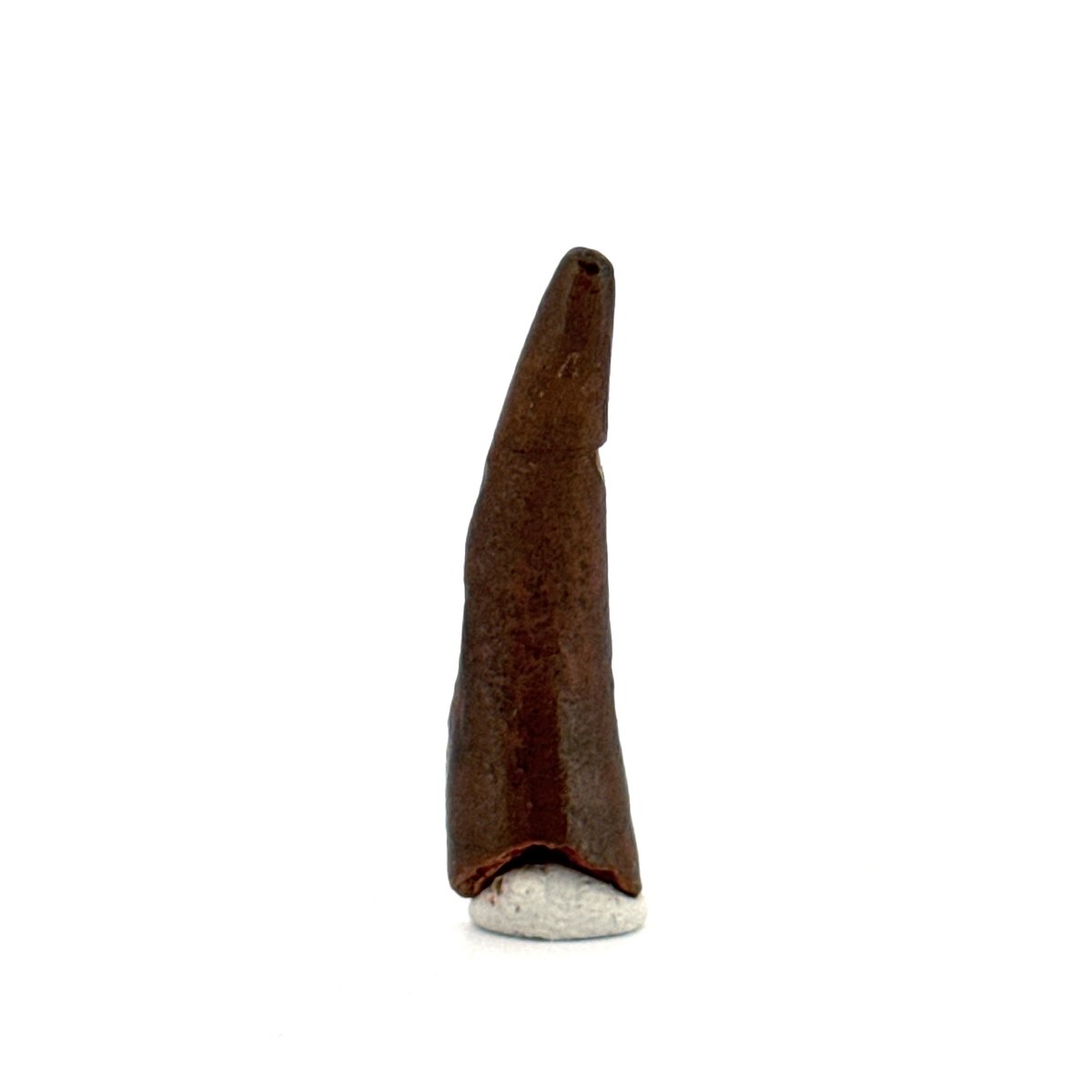 Pterosaur fossil tooth (1.34") from Cretaceous, Morocco - FossilsAndMore