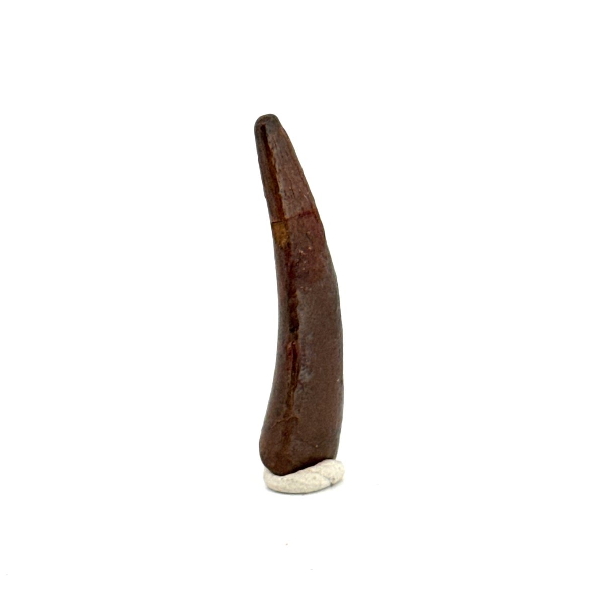 Pterosaur fossil tooth (1.34") from Cretaceous, Morocco - FossilsAndMore