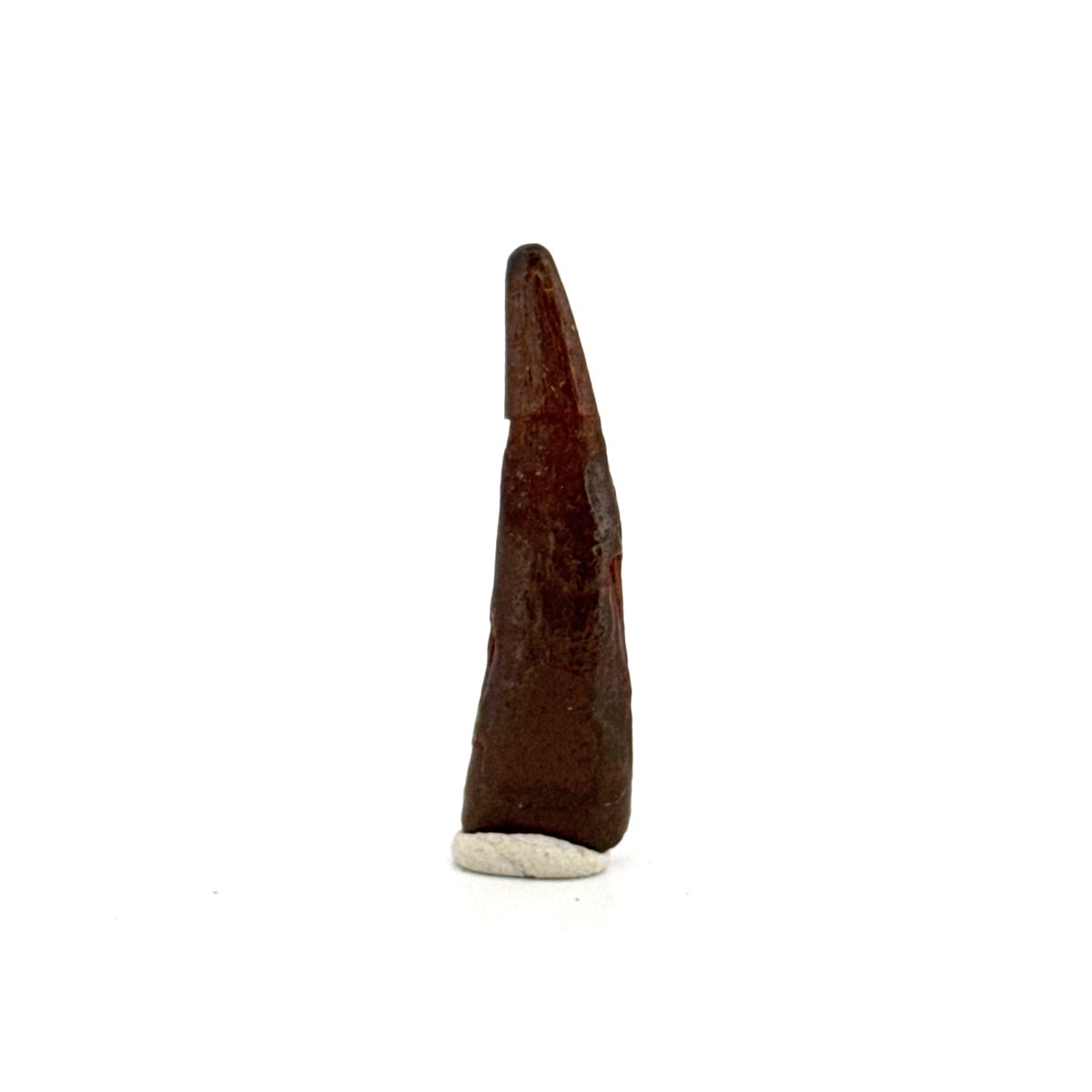 Pterosaur fossil tooth (1.34") from Cretaceous, Morocco - FossilsAndMore