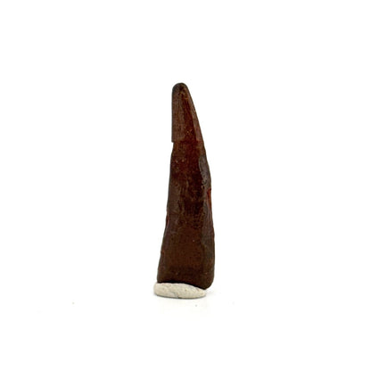 Pterosaur fossil tooth (1.34") from Cretaceous, Morocco - FossilsAndMore