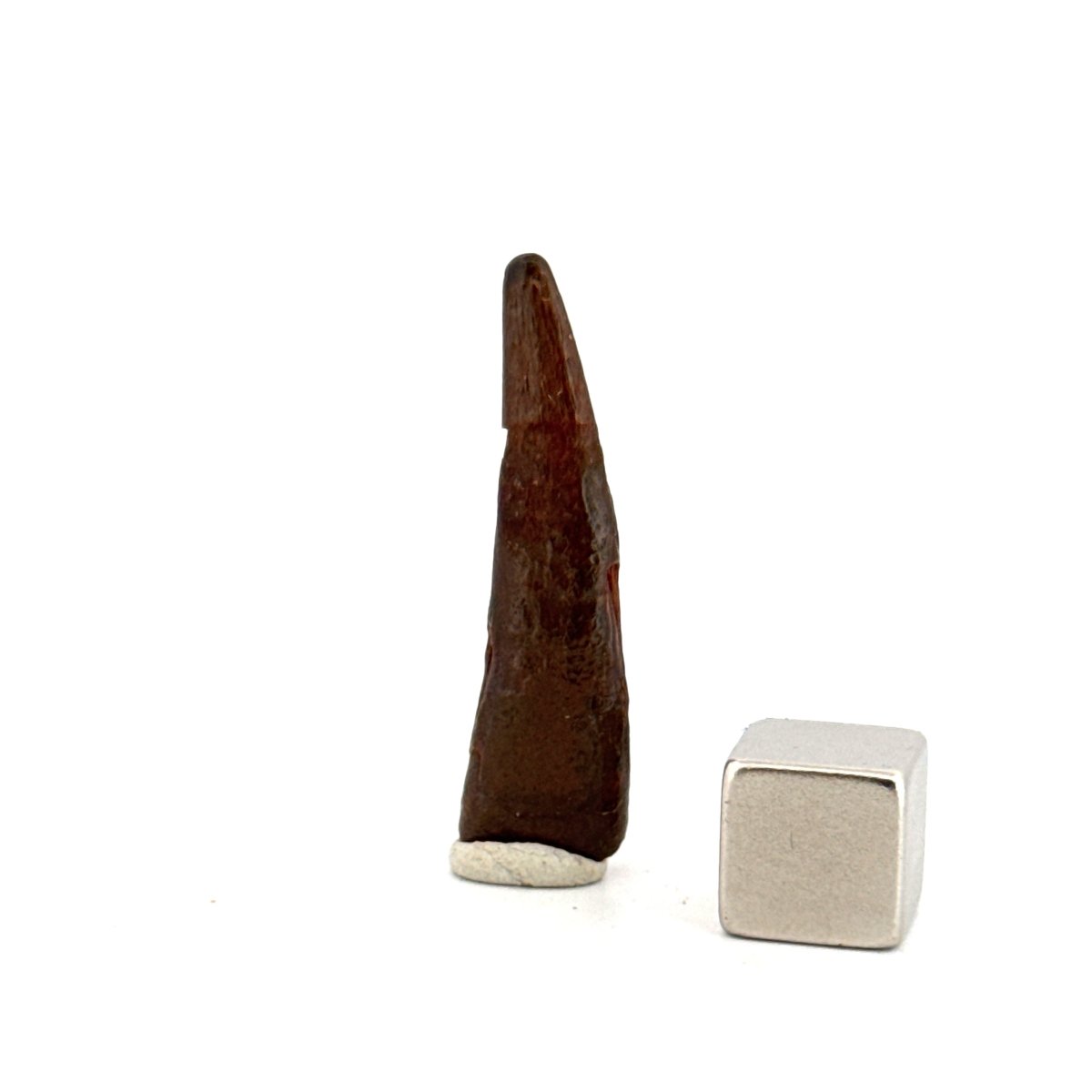Pterosaur fossil tooth (1.34") from Cretaceous, Morocco - FossilsAndMore