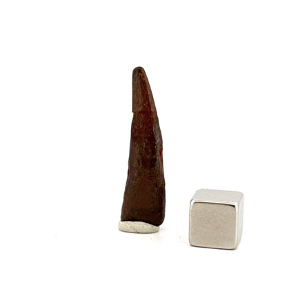 Pterosaur fossil tooth (1.34") from Cretaceous, Morocco - FossilsAndMore