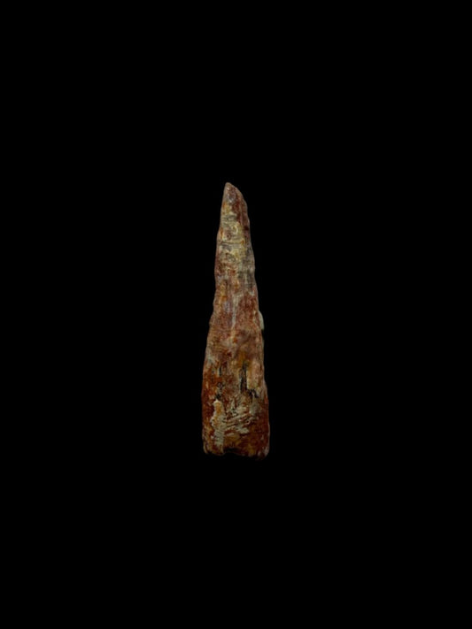 Pterosaur fossil tooth from Morocco | 0.72" - FossilsAndMore