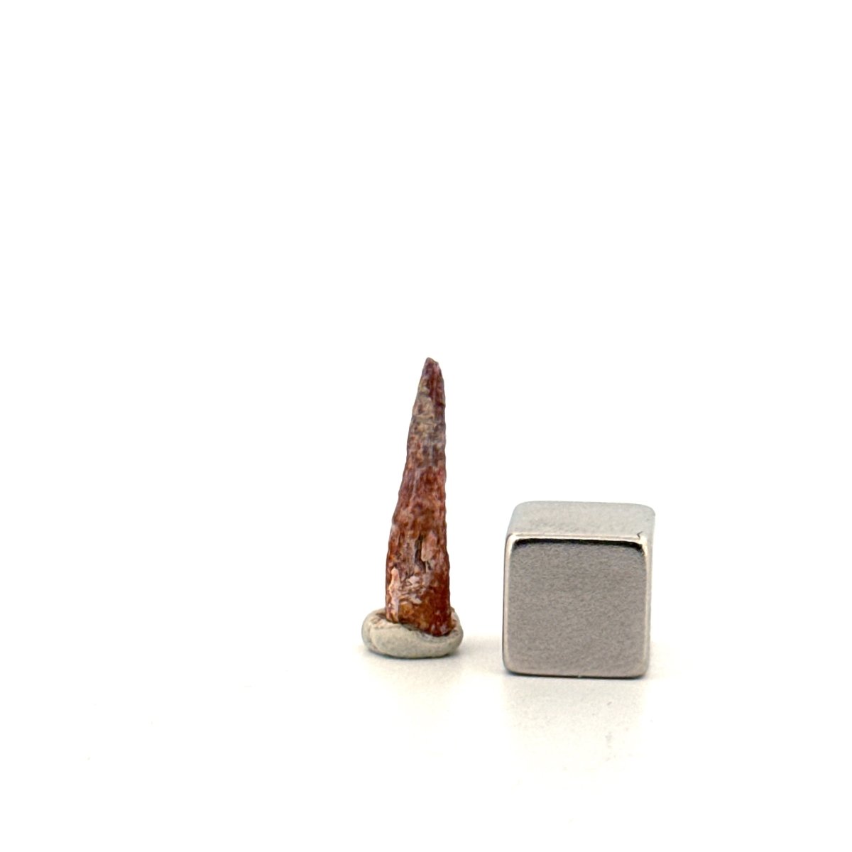 Pterosaur fossil tooth from Morocco | 0.72" - FossilsAndMore