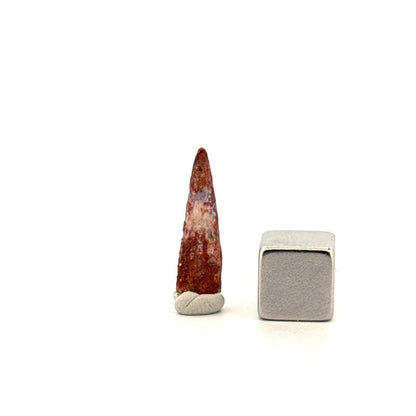 Pterosaur fossil tooth from Morocco | 0.76" - FossilsAndMore