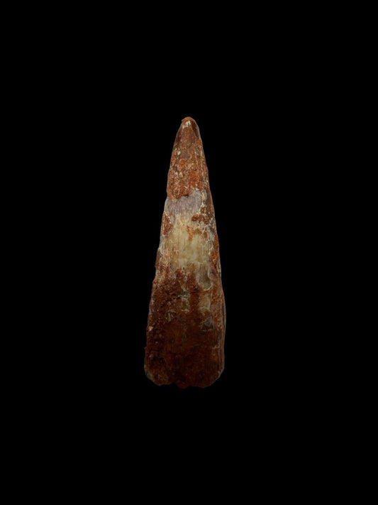 Pterosaur fossil tooth from Morocco | 0.76" - FossilsAndMore