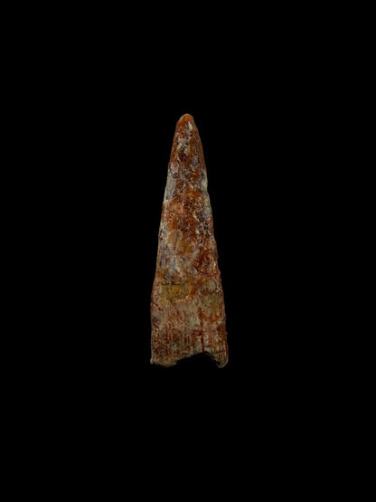 Pterosaur fossil tooth from Morocco | 0.76" - FossilsAndMore