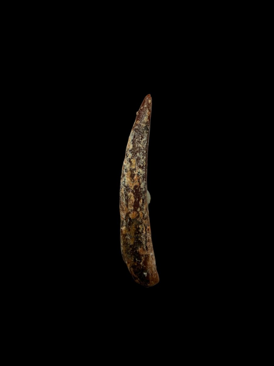Pterosaur fossil tooth from Morocco | 0.86" - FossilsAndMore
