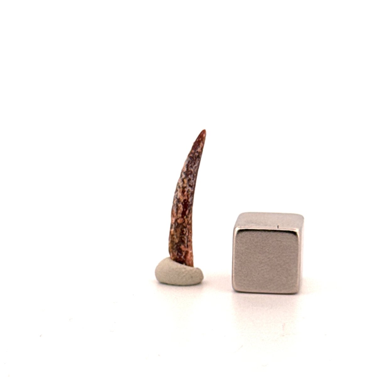 Pterosaur fossil tooth from Morocco | 0.86" - FossilsAndMore