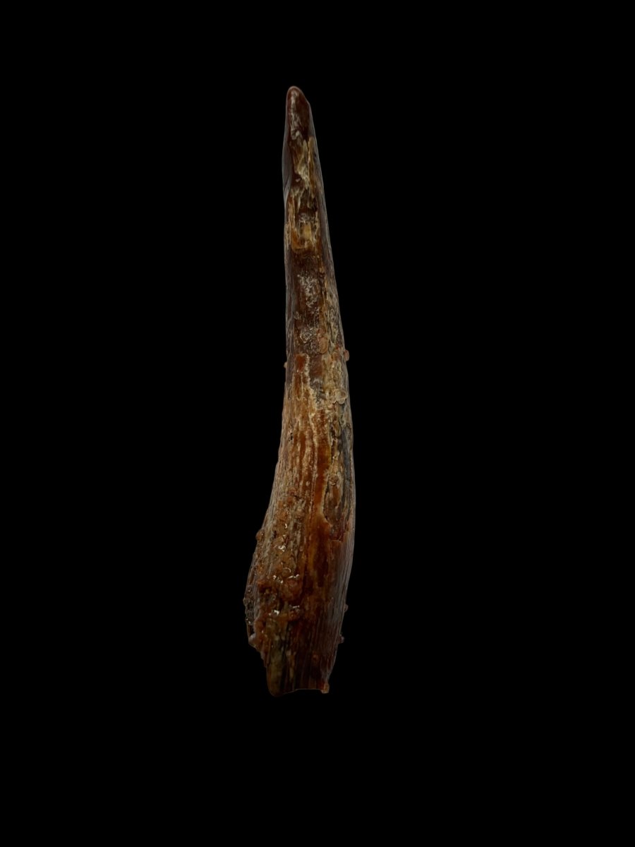 Pterosaur fossil tooth from Morocco | 1.23" - FossilsAndMore
