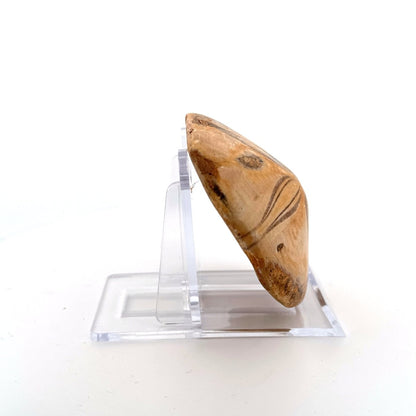 Pygurus Marmonti, fossil sea urchin (2.44") - Jurassic, Madagascar - FossilsAndMore