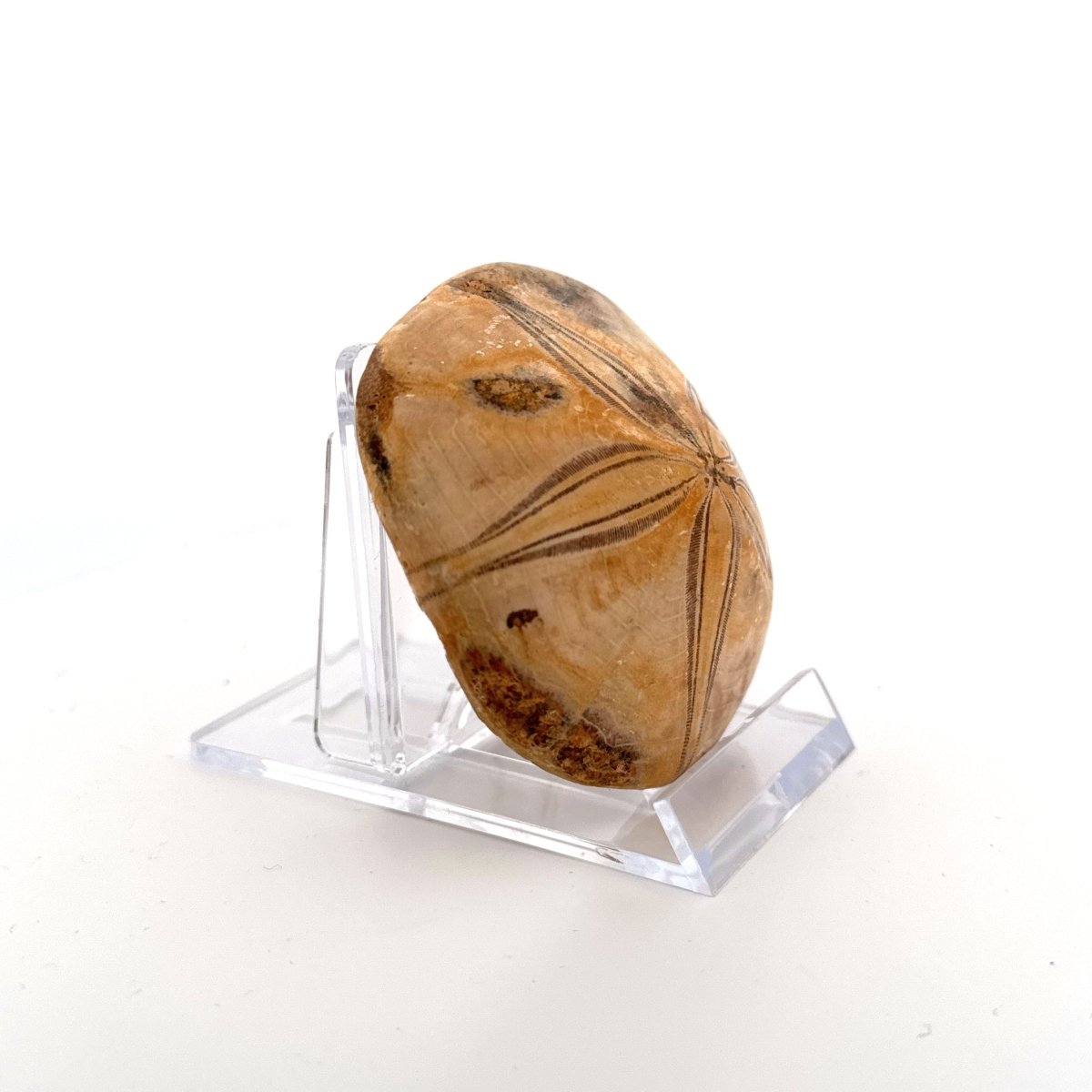 Pygurus Marmonti, fossil sea urchin (2.44") - Jurassic, Madagascar - FossilsAndMore