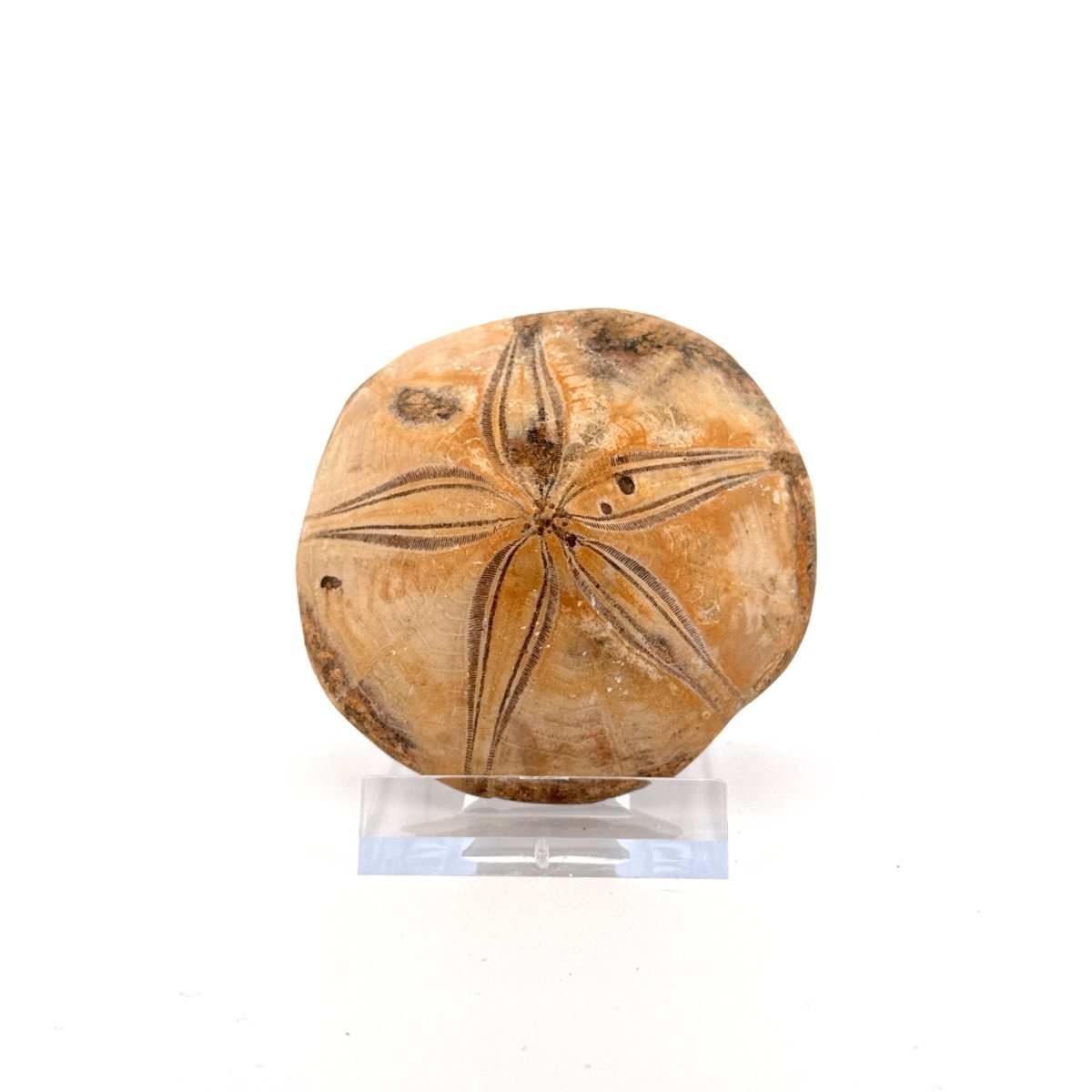 Pygurus Marmonti, fossil sea urchin (2.44") - Jurassic, Madagascar - FossilsAndMore