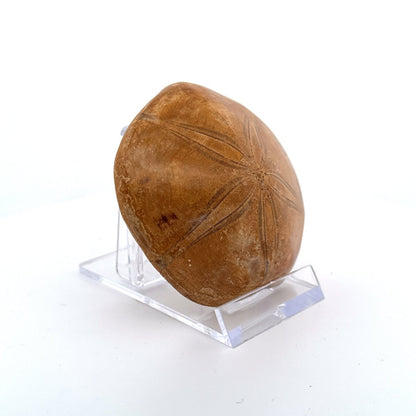 Pygurus Marmonti, fossil sea urchin (2.66") - Jurassic, Madagascar - FossilsAndMore