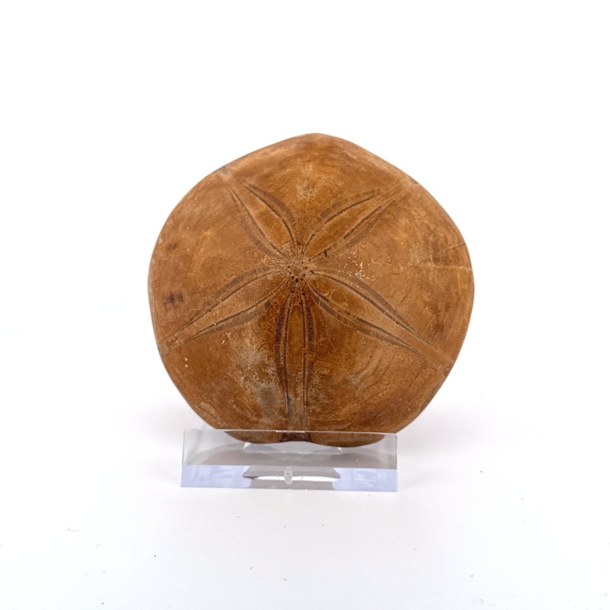 Pygurus Marmonti, fossil sea urchin (2.66") - Jurassic, Madagascar - FossilsAndMore