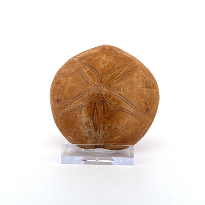 Pygurus Marmonti, fossil sea urchin (2.66") - Jurassic, Madagascar - FossilsAndMore