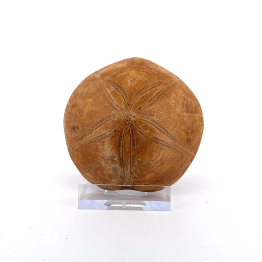 Pygurus Marmonti, fossil sea urchin (2.66") - Jurassic, Madagascar - FossilsAndMore