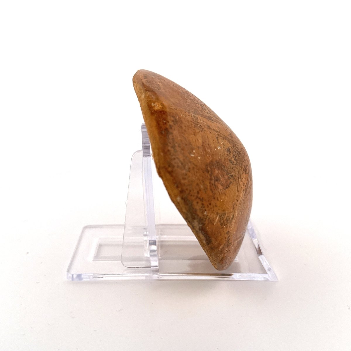 Pygurus Marmonti, fossil sea urchin (2.86") - Jurassic, Madagascar - FossilsAndMore