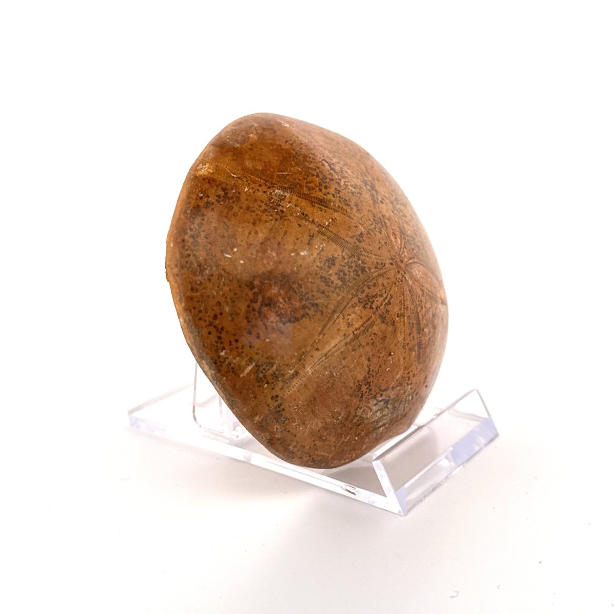 Pygurus Marmonti, fossil sea urchin (2.86") - Jurassic, Madagascar - FossilsAndMore