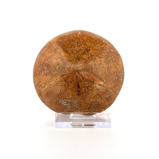 Pygurus Marmonti, fossil sea urchin (2.86") - Jurassic, Madagascar - FossilsAndMore