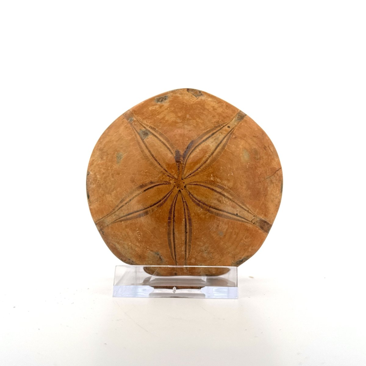 Pygurus Marmonti, sea urchin from Jurassic, Madagascar (2.79") - FossilsAndMore
