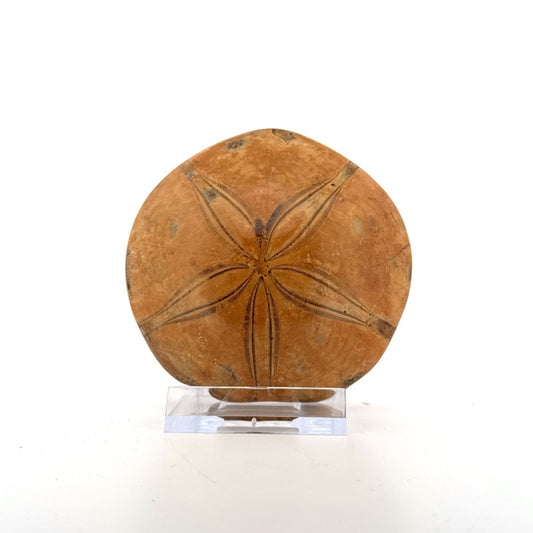 Pygurus Marmonti, sea urchin from Jurassic, Madagascar (2.79") - FossilsAndMore