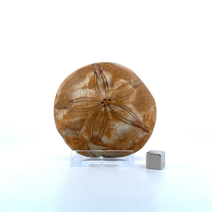 Pygurus Marmonti, sea urchin from Jurassic, Madagascar (2.88") - FossilsAndMore