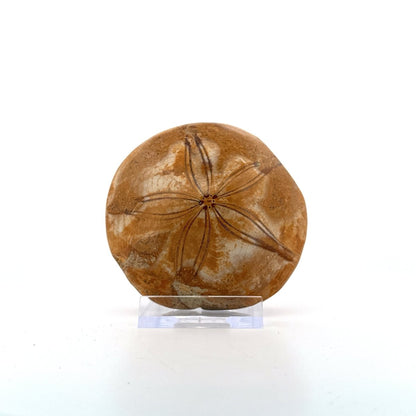 Pygurus Marmonti, sea urchin from Jurassic, Madagascar (2.88") - FossilsAndMore