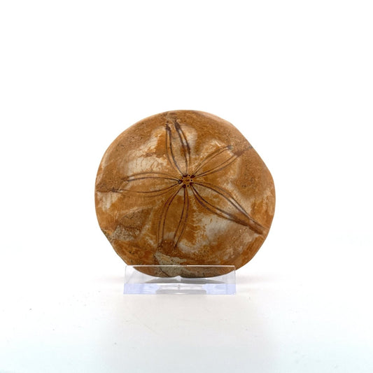 Pygurus Marmonti, sea urchin from Jurassic, Madagascar (2.88") - FossilsAndMore
