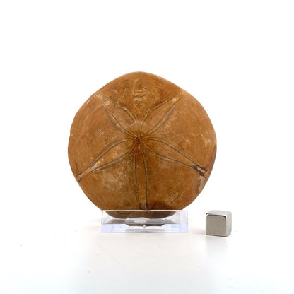Pygurus Marmonti, sea urchin from Jurassic, Madagascar (3.05") - FossilsAndMore