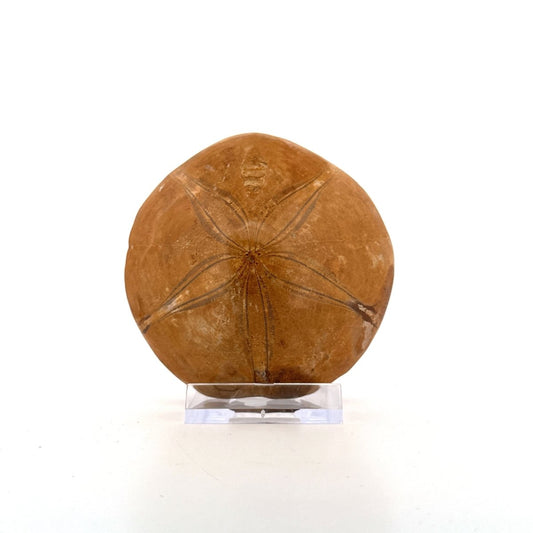 Pygurus Marmonti, sea urchin from Jurassic, Madagascar (3.05") - FossilsAndMore