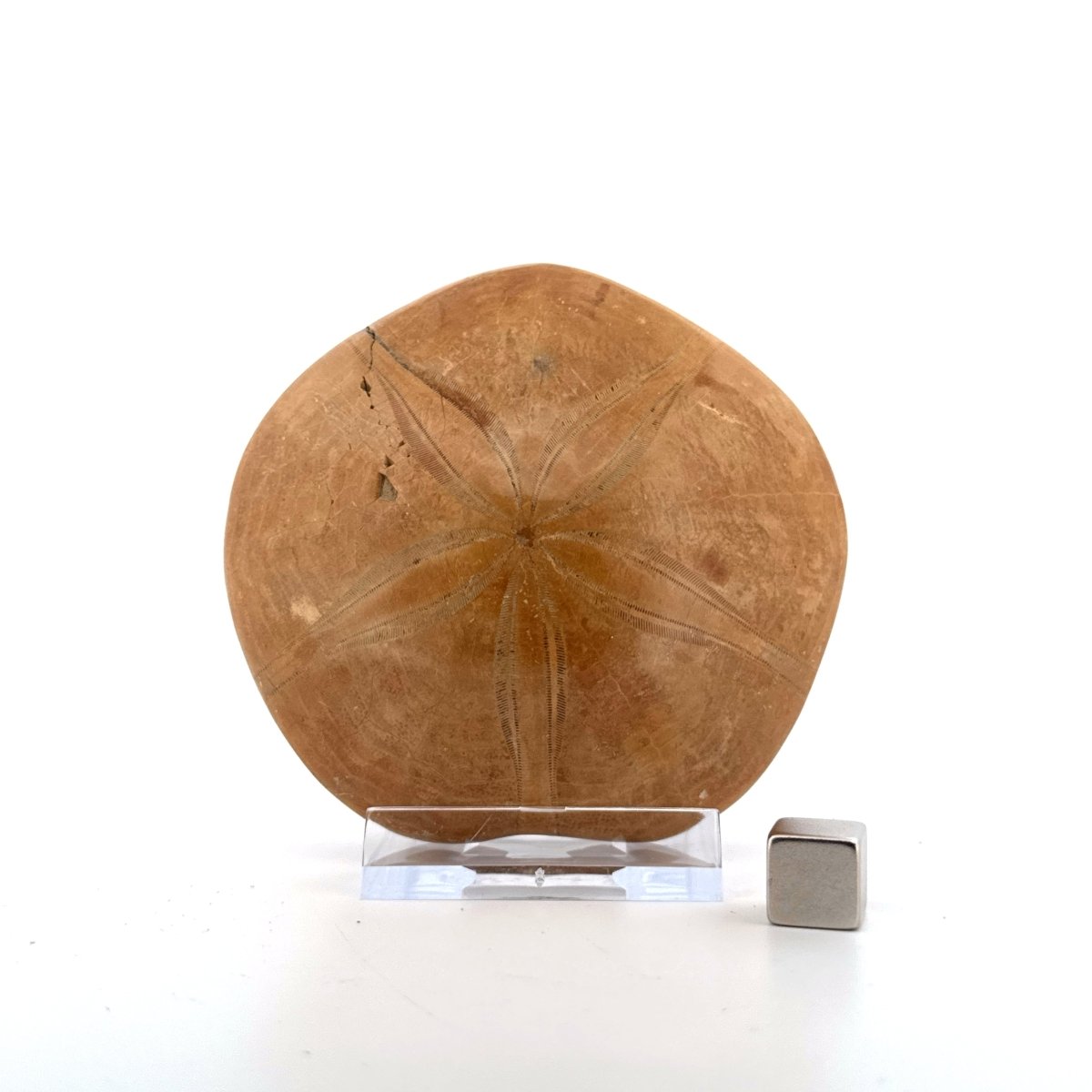 Pygurus Marmonti, sea urchin from Jurassic, Madagascar (3.06") - FossilsAndMore